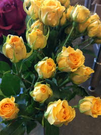 Spray Rose