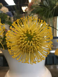 Pin Cushion Protea