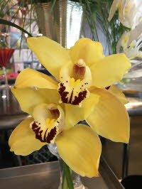 Cymbidium Orchid